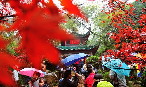 11月25日,游人冒雨在长沙岳麓山爱晚亭景点观赏红枫.