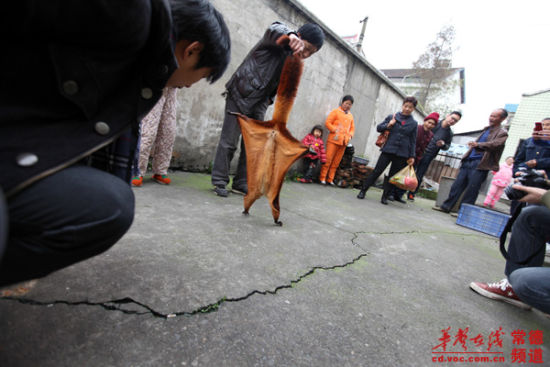 小家伙“四不像”