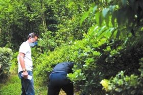 6月20日，株洲市石峰区响石村，法医在勘察现场。 本报记者陈杰摄 