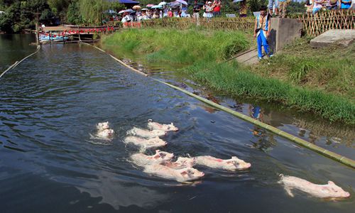 小猪游泳比赛