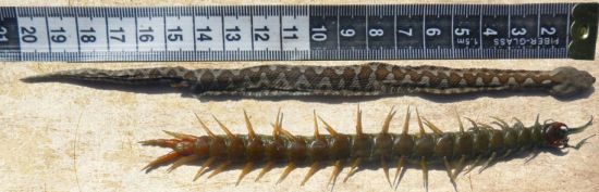 贪嘴的代价，就是生命。