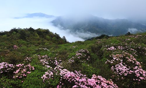 4月20日,永州双牌县阳明山的云锦杜鹃花开正艳.