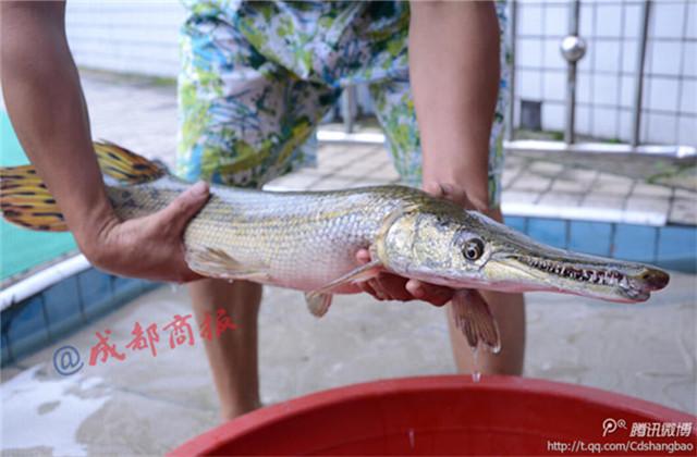 鱼塘现史前食肉鳄雀鳝 嘴似鳄鱼满口尖牙