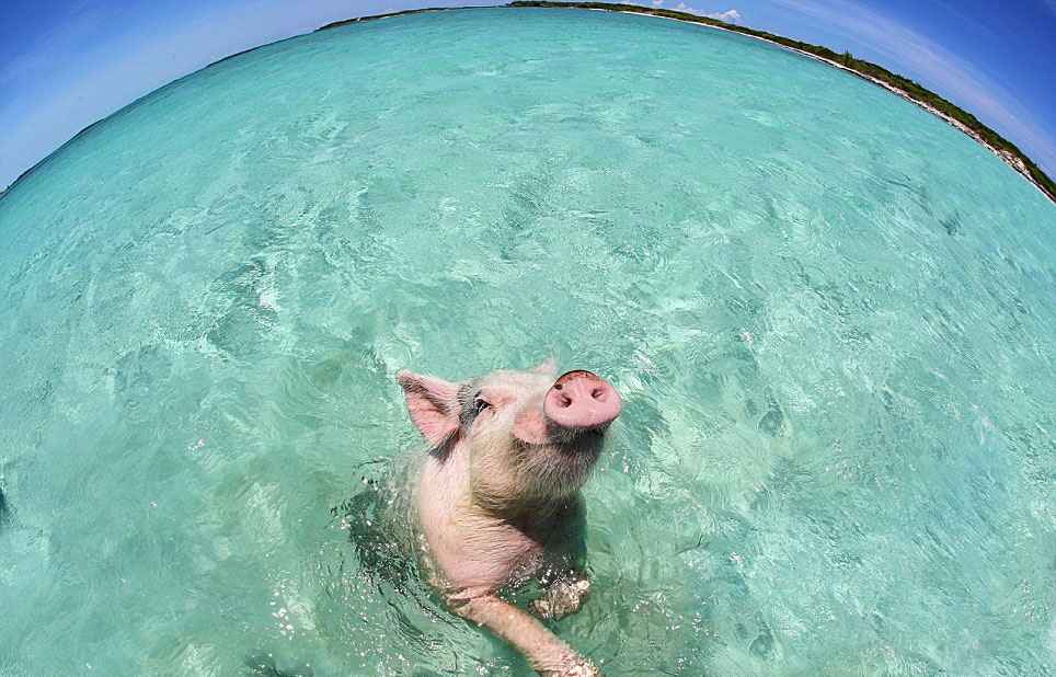 巴哈马群岛"游泳猪"蹿红网络