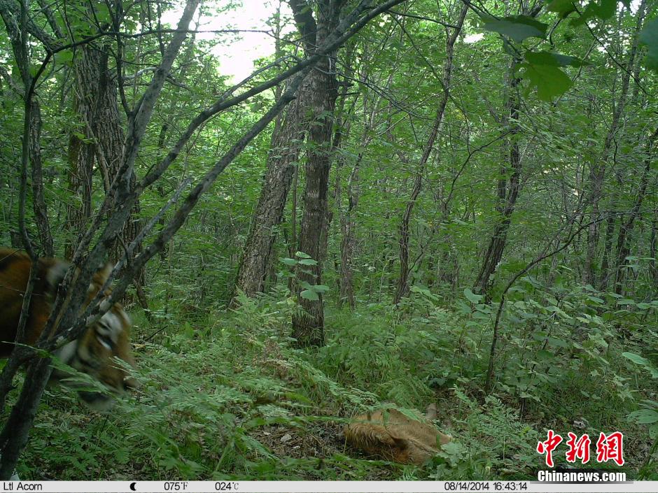 黑龙江双鸭山再现野生东北虎袭击家畜