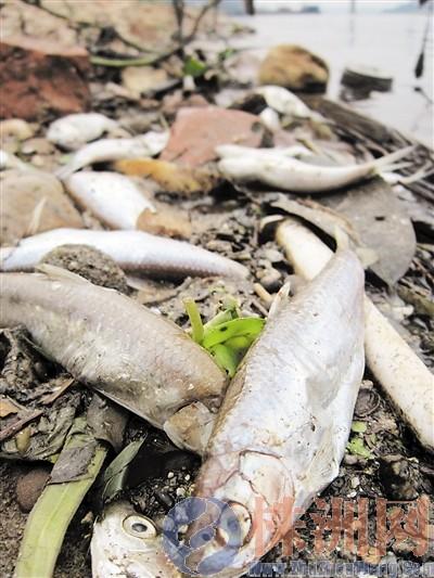 湘江株洲段水域大量小鱼死亡 疑因上游水体污染