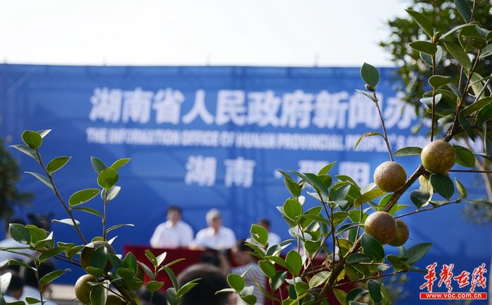 田里话前景湖南计划6年内油茶产值提至400亿