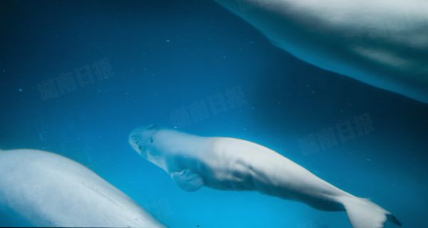 长沙海底世界小白鲸人工饲养繁殖成功