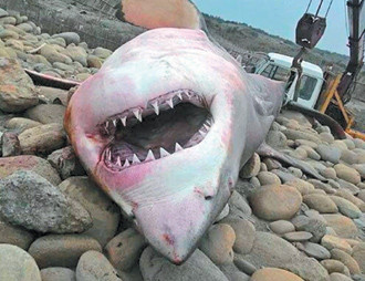 台鲨鱼搁浅死亡露血盆大口 民众直呼:好恐怖