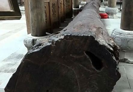 黄金木价值2亿惊现上海全球仅此一根(图)