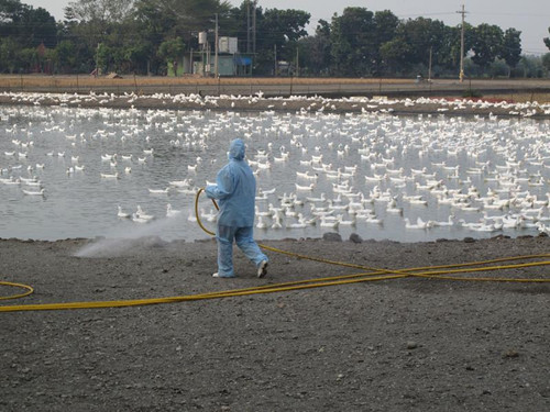 台湾验出新型H5N2禽流感病毒或系全球首见