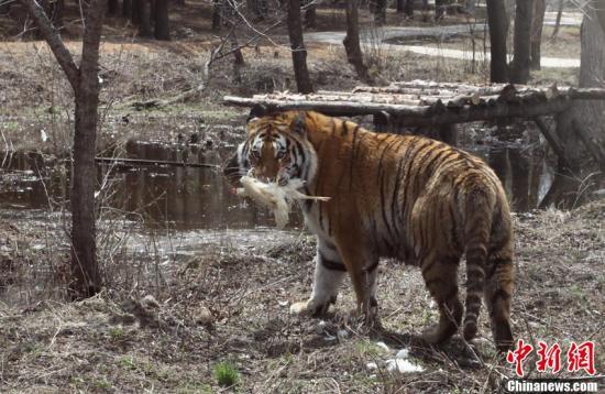 俄餐厅供应珍稀东北虎被查
