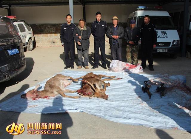 3名甘肃男子为吃野味枪杀2只梅花鹿(图)