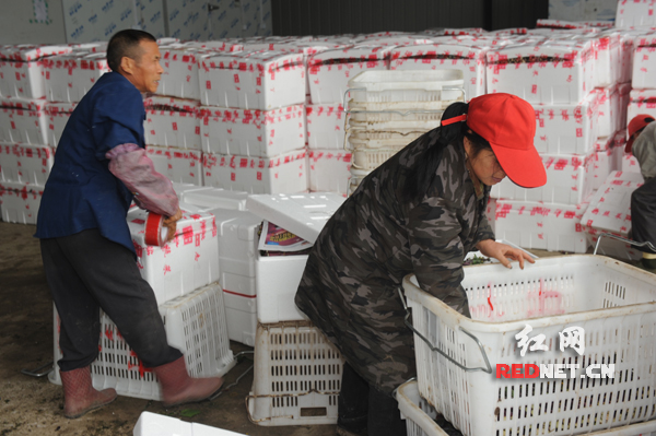 正抓紧时间打包的包装工人都来自安兴村。
