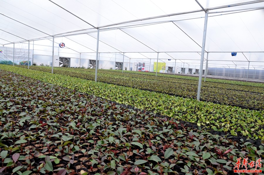 【我的两会梦想】陈刚:让长沙市民像摘草莓一