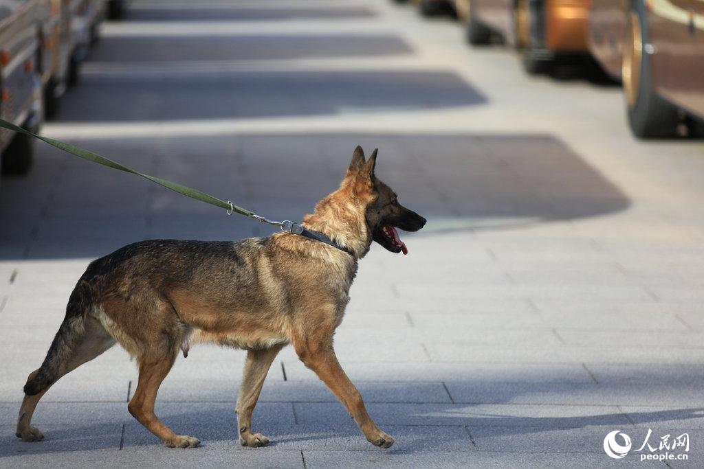 2015两会:排爆警犬尽忠职守