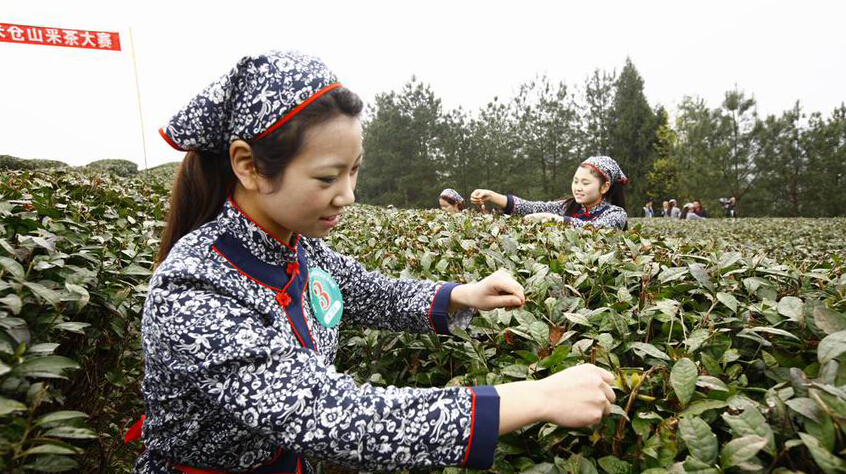 全国网络媒体采风团登上米仓山 品味春茶飘香