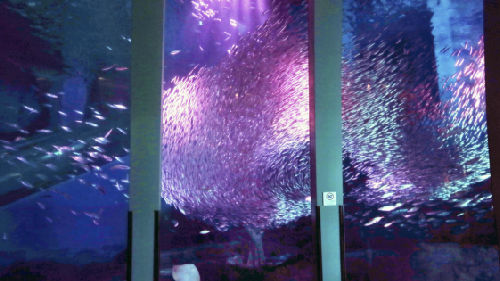 水族馆“赏樱花”?5万条沙丁鱼表演落英缤纷