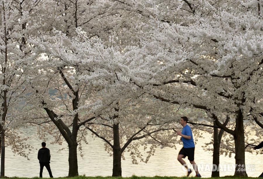 美国的樱花也开了 华盛顿晚樱飘香游人连夜观