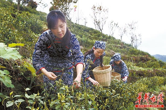 3月30日,采茶女在桂东县清泉镇生态茶园内采摘新茶.