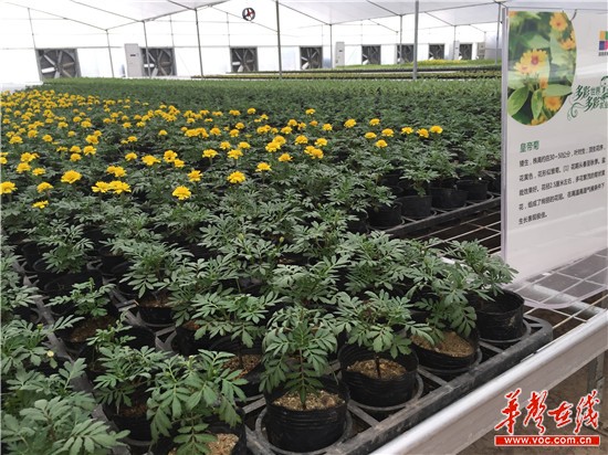 台湾红心火龙果引种长沙 多彩农业园9月邀你来