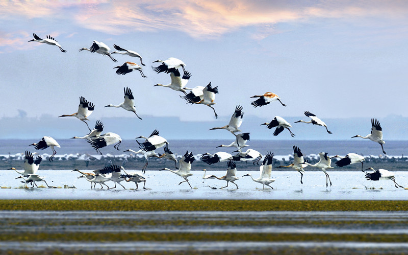 鄱阳鸟,飞时不见云日 落时不见湖草
