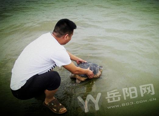岳阳市民捡到一只脸盆大的乌龟 重约41斤\/图 -