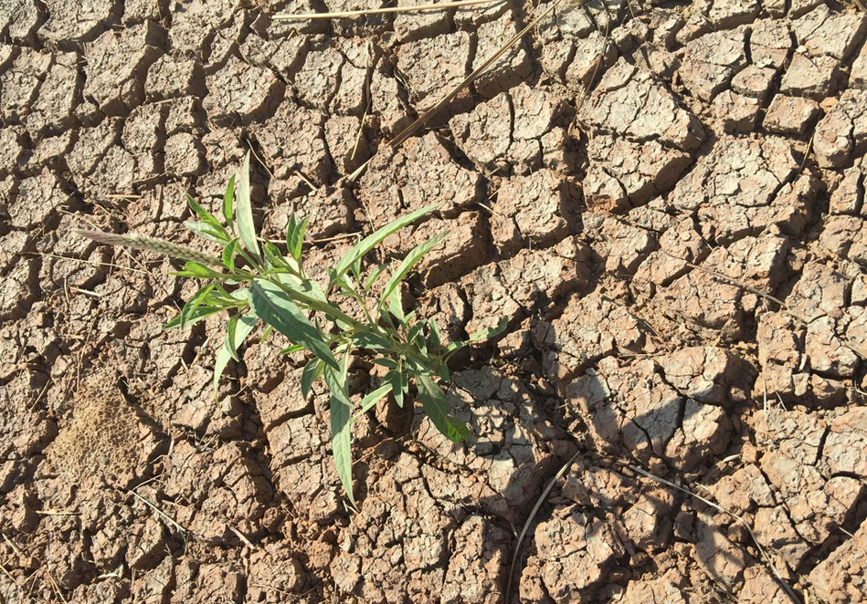 广东雷州半岛大旱灾 水库干涸农作物枯死