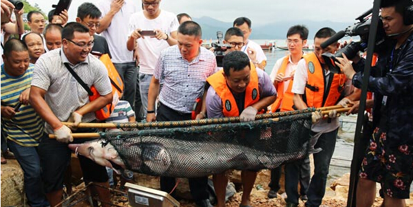 "东江湖鱼王"出水 2.15米长205斤重