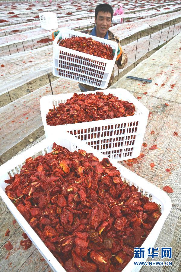#（农业）（3）新疆兵团：提高番茄附加值 迎来出口开门红
