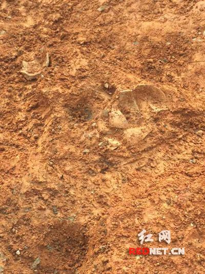 只发掘了文物残片