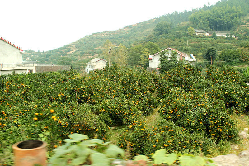 美丽乡村--石门皂市(柑橘、绿壳蛋、药材基地)