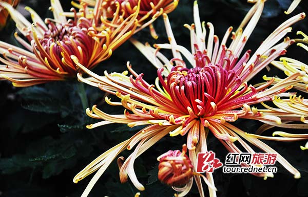 参展的菊花品种中，不乏白玉凡、金丝卷帘、悬崖菊、紫玉、晨霞、遍地红等名贵品种。