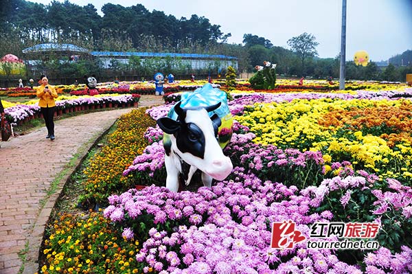 名花生态广场上，多个品种的菊花争奇斗艳，五彩缤纷。