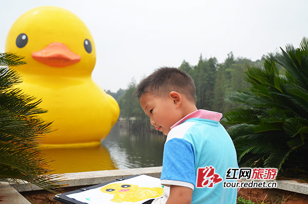 除了五彩缤纷的菊花外，萌萌的大黄鸭也在植物园等着你。彭炜-摄