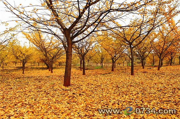 中国衡阳新闻网 www.