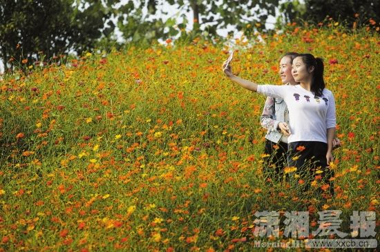 11月5日,长沙洋湖湿地公园,市民正在与秋色自拍.