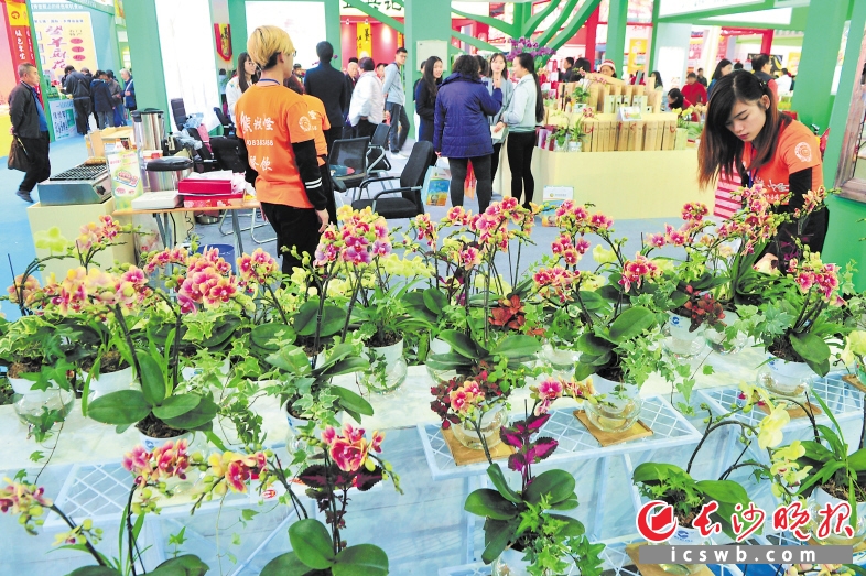 市民不用推车提篮，带一台智能手机就可逛农博会扫货。 长沙晚报记者 贺文兵 摄