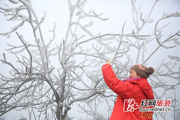 11月25日，南岳衡山迎来今年入冬的首次雾凇景观。