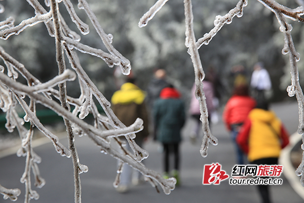 11月25日，南岳衡山迎来今年入冬的首次雾凇景观。