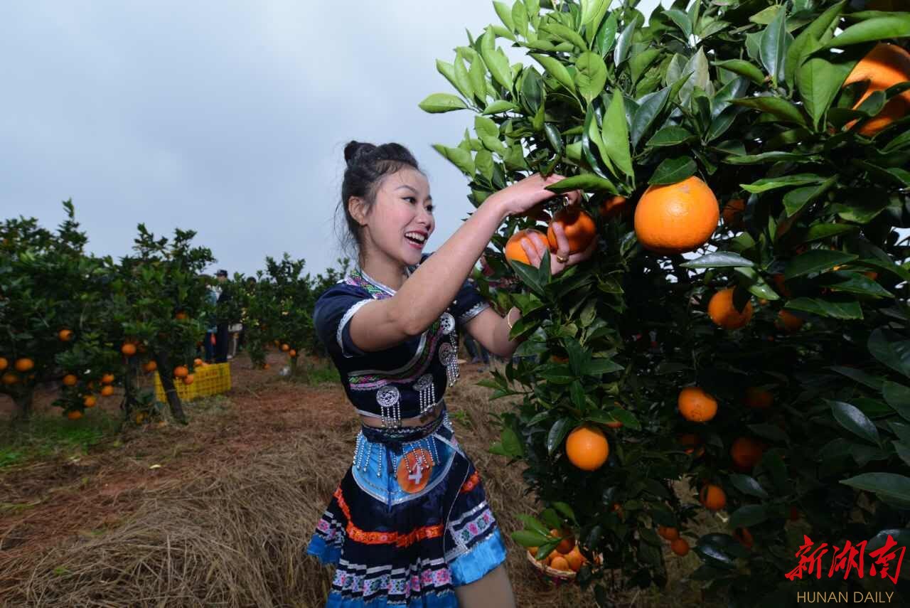 新宁:崀山30万亩脐橙喜获丰收 开园吸引四方游