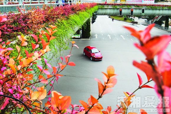 12月3日，立体绿化改造之后的长沙南湖路人行天桥十分养眼。图/潇湘晨报记者 谢长贵