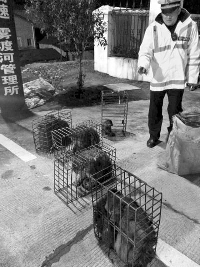 铁笼里关着的猕猴