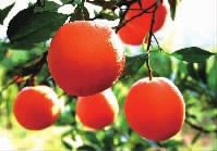 新宁脐橙