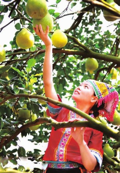 江永瑶妹摘香柚