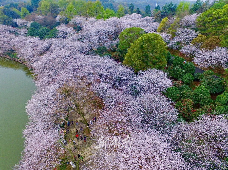 省植物园群樱迷人,花期长达一个月