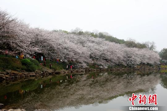 湖南举办世界名花生态文化节八百亩樱花绽放“迎客”
