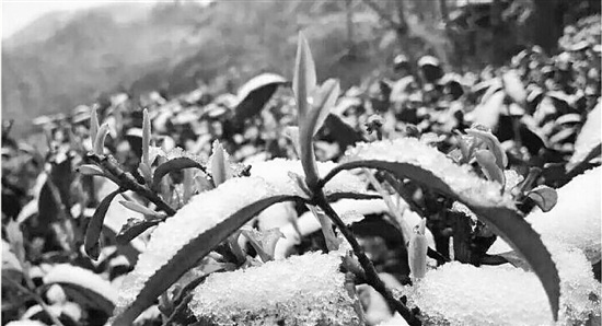 浙江多地遭遇三月雪第一批春茶很受伤恐减产（图）