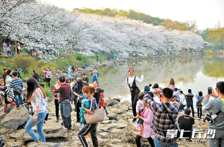 植物园樱花湖畔，人潮与花海中，春色无边。 长沙晚报记者 邹麟 摄