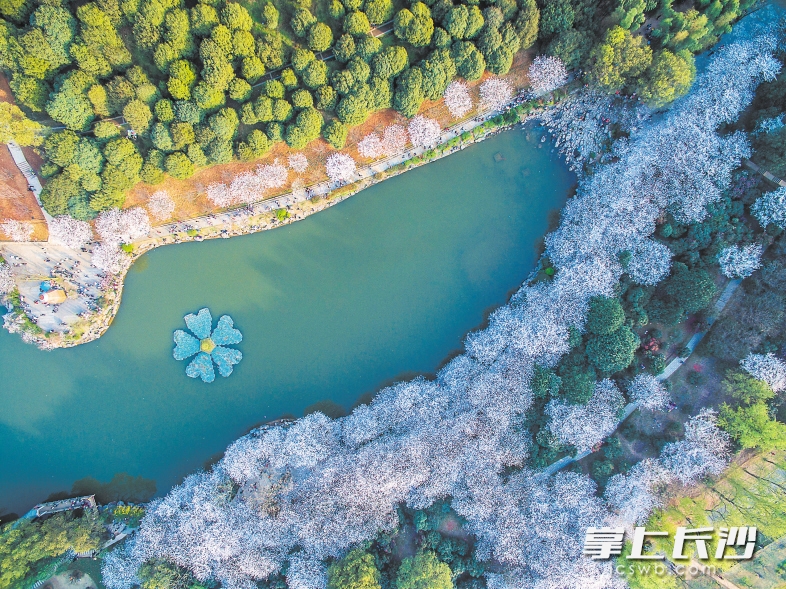 湖南省森林植物园樱花盛开，美不胜收。长沙晚报记者 邹麟 摄